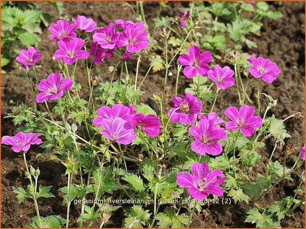 Geranium riversleaianum 'Russell Prichard' | Ooievaarsbek