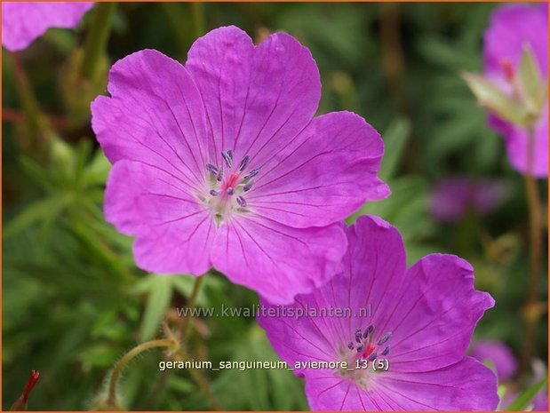 Geranium sanguineum 'Aviemore' | Ooievaarsbek