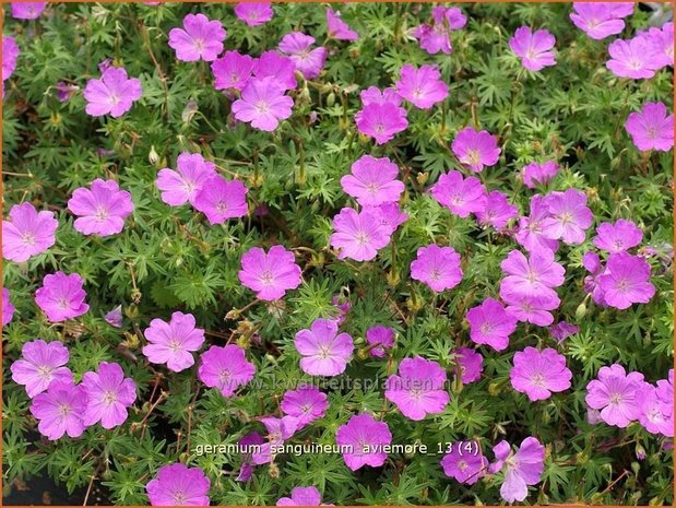 Geranium sanguineum 'Aviemore' | Ooievaarsbek