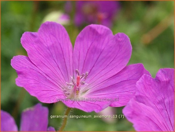 Geranium sanguineum 'Aviemore' | Ooievaarsbek