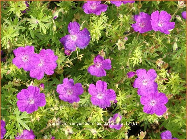 Geranium sanguineum 'Feu d'Autumne' | Ooievaarsbek