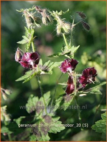 Geranium phaeum 'Samobor' | Ooievaarsbek