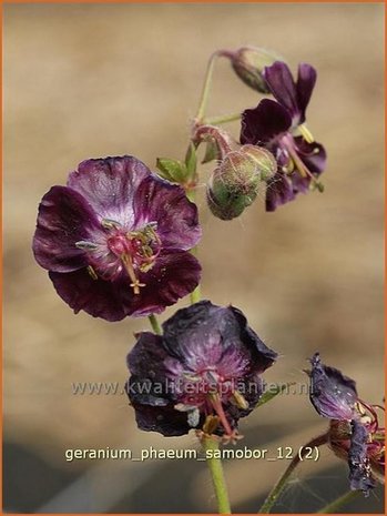 Geranium phaeum 'Samobor' | Ooievaarsbek