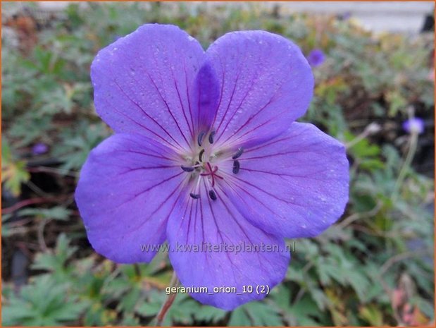 Geranium 'Orion' | Ooievaarsbek, Tuingeranium | Storchschnabel