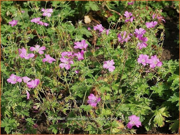 Geranium oxonianum 'Claridge Druce' | Ooievaarsbek