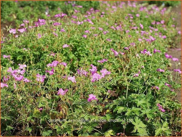 Geranium oxonianum 'Claridge Druce' | Ooievaarsbek