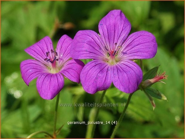 Geranium palustre | Ooievaarsbek, Moerasooievaarsbek