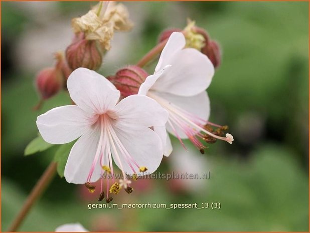 Geranium macrorrhizum 'Spessart' | Ooievaarsbek