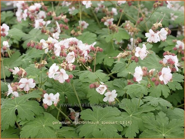 Geranium macrorrhizum 'Spessart' | Ooievaarsbek