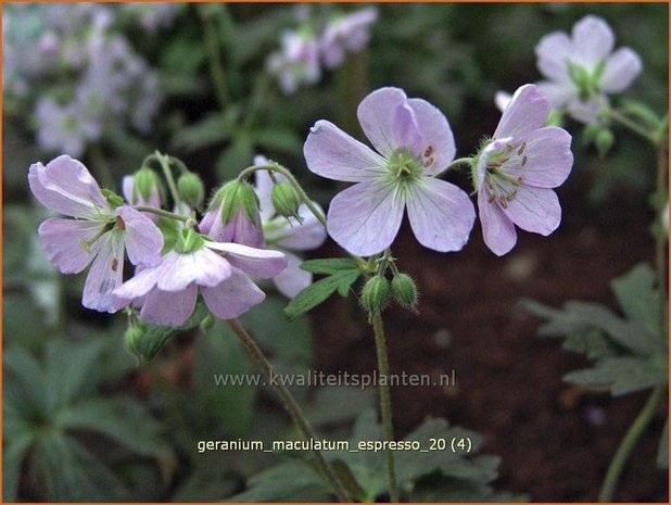 Geranium maculatum 'Espresso' | Ooievaarsbek