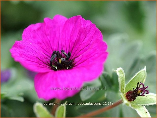 Geranium cinereum subcaulescens | Ooievaarsbek