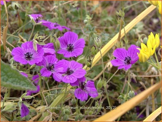 Geranium cinereum subcaulescens | Ooievaarsbek