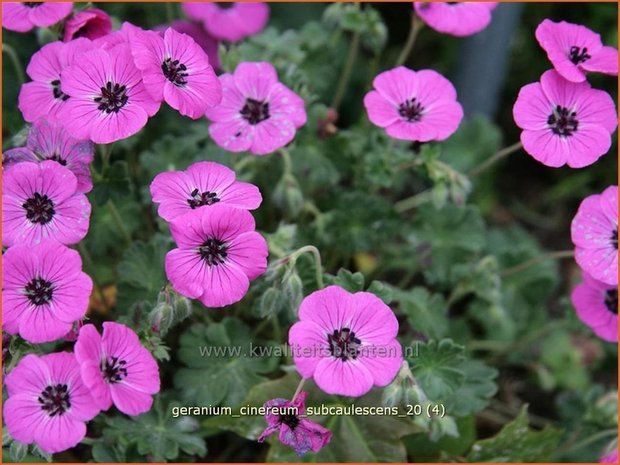 Geranium cinereum subcaulescens | Ooievaarsbek