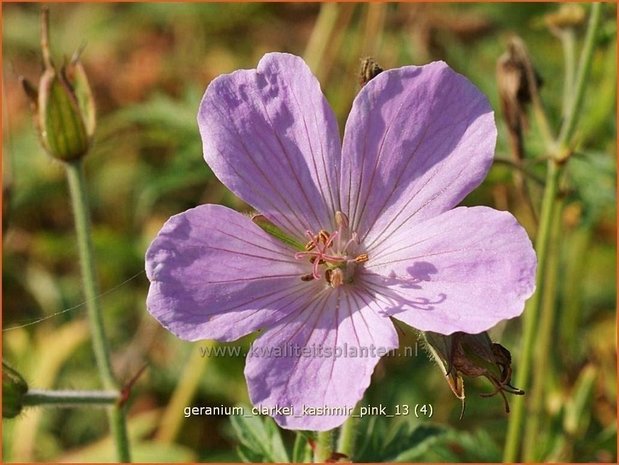 Geranium clarkei 'Kashmir Pink' | Ooievaarsbek