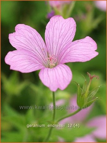 Geranium endressii | Ooievaarsbek