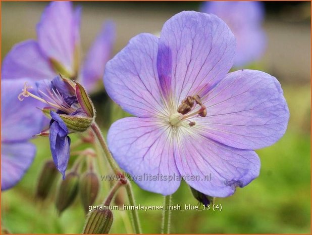 Geranium himalayense 'Irish Blue' | Ooievaarsbek