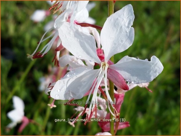 Gaura lindheimeri 'White Dove' | Prachtkaars, Vlinderkruid