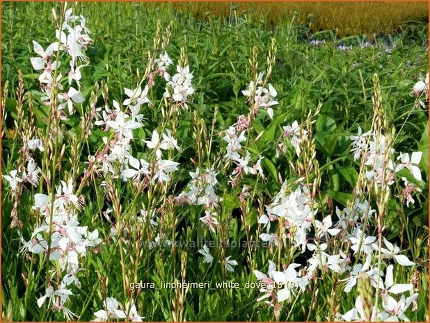 Gaura lindheimeri 'White Dove' | Prachtkaars, Vlinderkruid