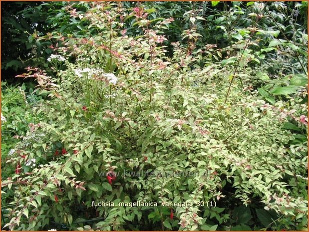 Fuchsia magellanica 'Variegata' | Bellenplant, Tuinfuchsia, Fuchsia | Scharlachfuchsie