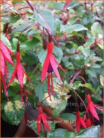 Fuchsia 'Riccartonii' | Bellenplant, Tuinfuchsia, Fuchsia | Fuchsie | Fuchsia