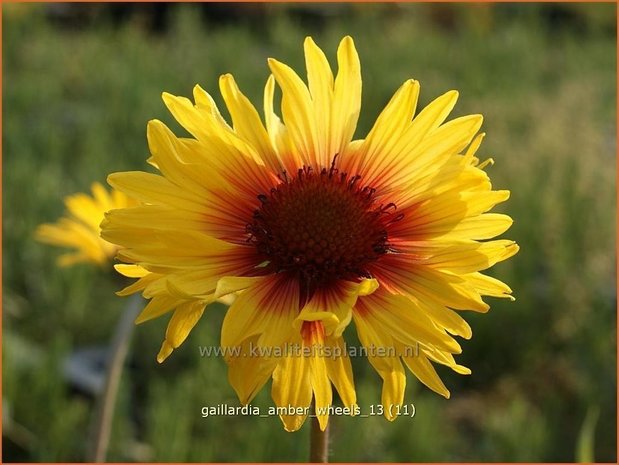 Gaillardia &#39;Amber Wheels&#39; | Kokardebloem | Kokardenblume