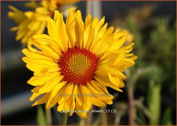 Gaillardia &#39;Amber Wheels&#39; | Kokardebloem | Kokardenblume