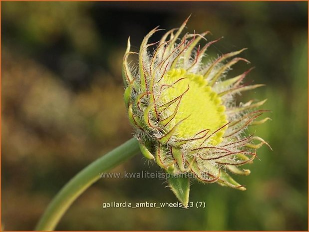 Gaillardia &#39;Amber Wheels&#39; | Kokardebloem | Kokardenblume