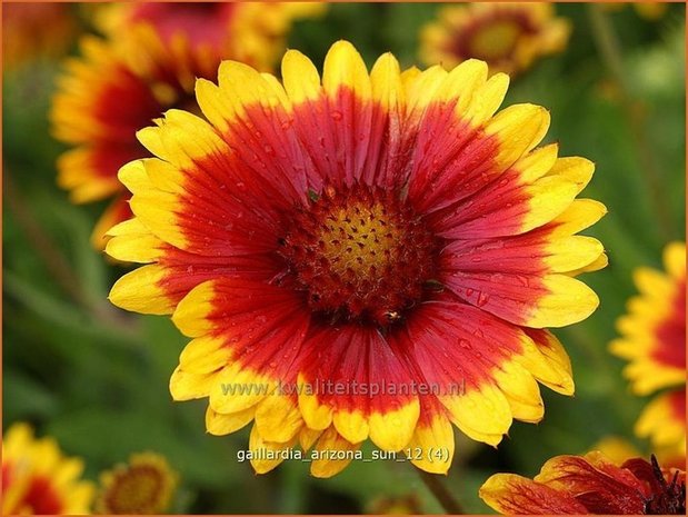 Gaillardia 'Arizona Sun' | Kokardebloem