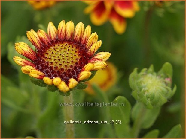 Gaillardia 'Arizona Sun' | Kokardebloem