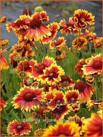 Gaillardia 'Arizona Sun' | Kokardebloem