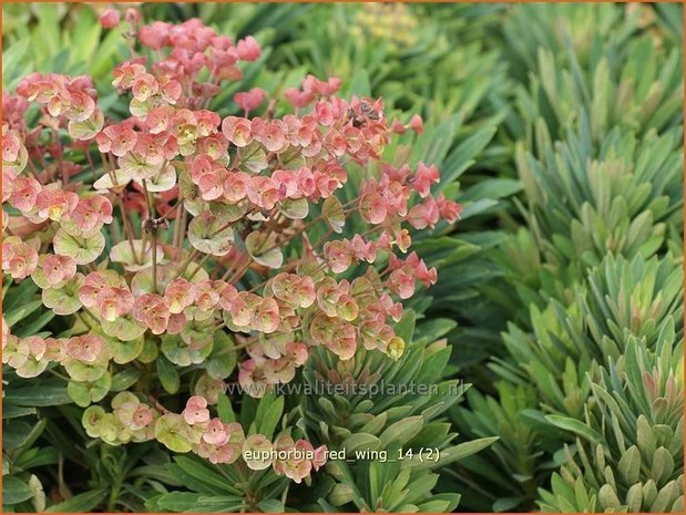 Euphorbia 'Red Wing' | Wolfsmelk