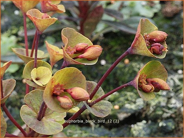 Euphorbia 'Black Bird' | Wolfsmelk