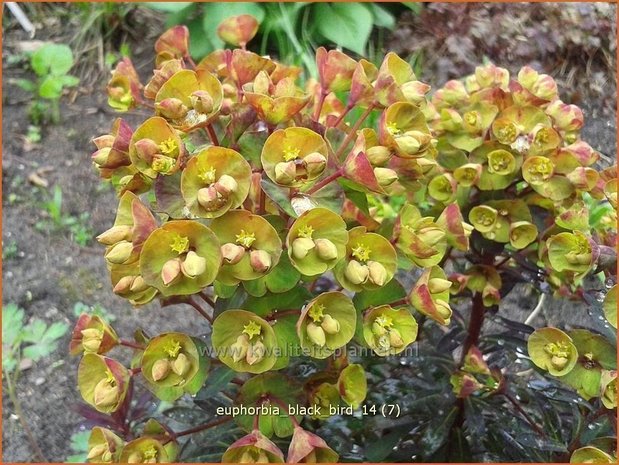 Euphorbia 'Black Bird' | Wolfsmelk