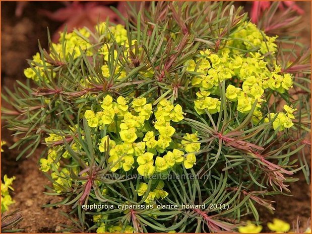 Euphorbia cyparissias &#39;Clarice Howard&#39; | Cipreswolfsmelk, Wolfsmelk | Zypressen-Wolfsmilch