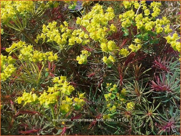 Euphorbia cyparissias 'Fens Ruby' | Wolfsmelk