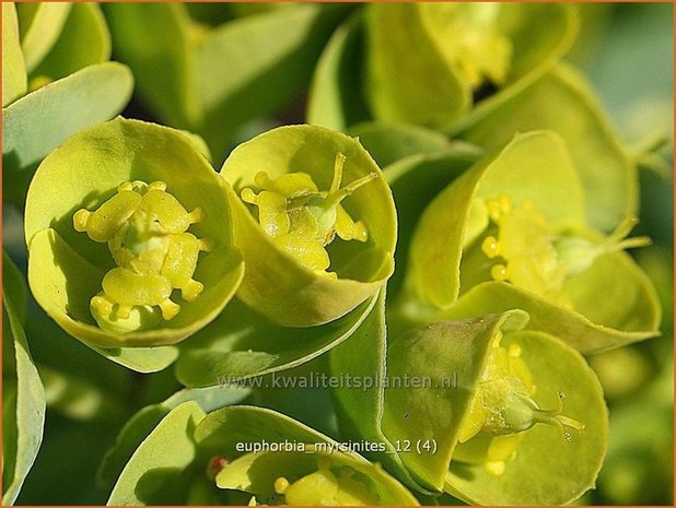 Euphorbia myrsinites | Wolfsmelk