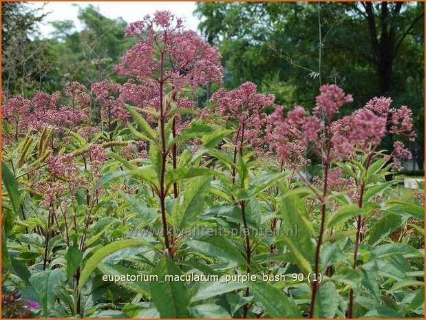 Eupatorium maculatum 'Purple Bush' | Koninginnekruid, Leverkruid | Gefleckter Wasserdost | Spotted Joe Pye Weed