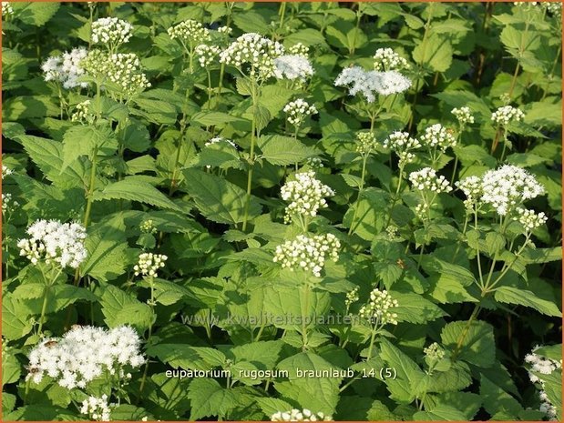 Eupatorium rugosum 'Braunlaub' | Leverkruid, Koninginnekruid