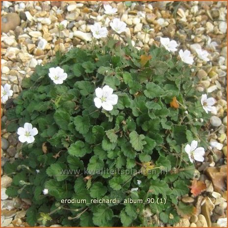 Erodium reichardii 'Album' | Reigersbek