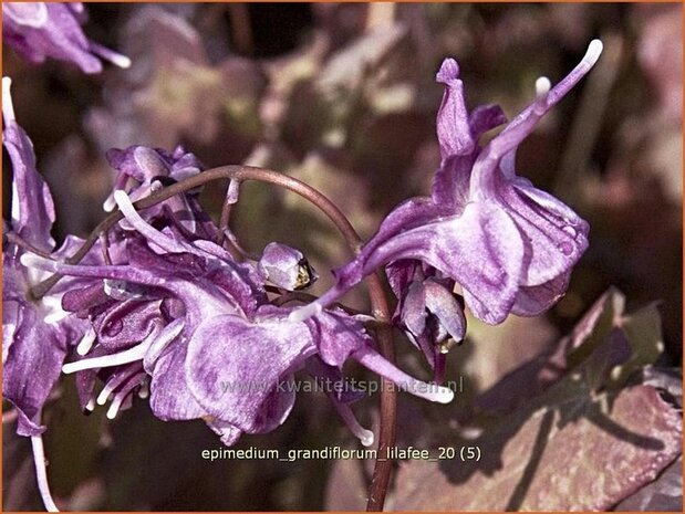 Epimedium grandiflorum &#39;Lilafee&#39; | Elfenbloem | Großblütige Elfenblume