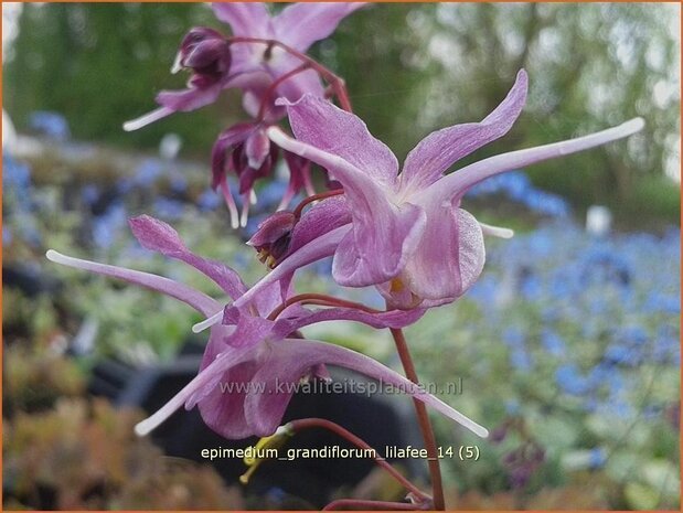 Epimedium grandiflorum &#39;Lilafee&#39; | Elfenbloem | Großblütige Elfenblume