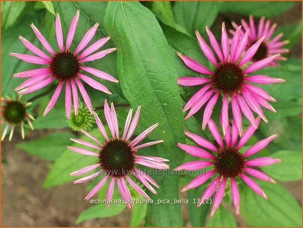 Echinacea purpurea 'Pica Bella' | Rode zonnehoed, Zonnehoed | Roter Sonnenhut