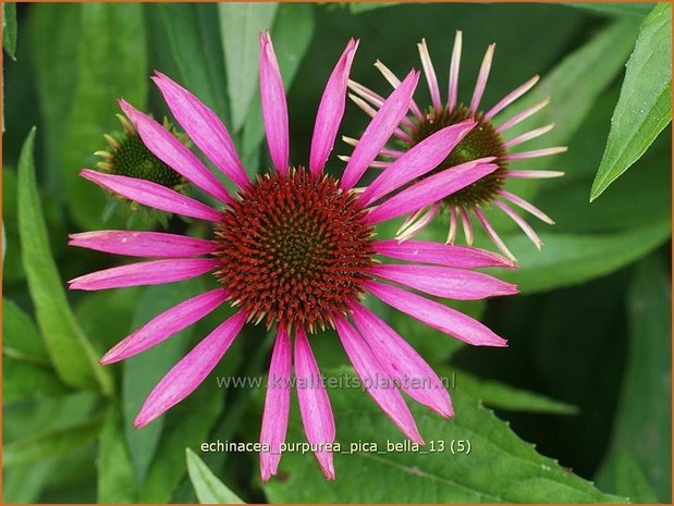 Echinacea purpurea 'Pica Bella' | Rode zonnehoed, Zonnehoed | Roter Sonnenhut