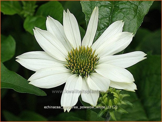 Echinacea purpurea 'Powwow White' | Zonnehoed