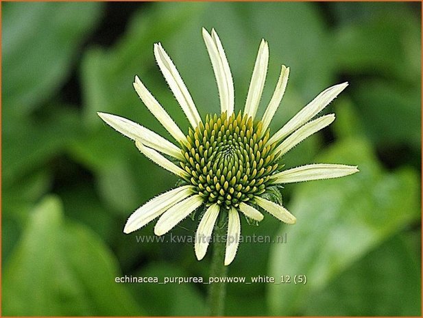 Echinacea purpurea 'Powwow White' | Zonnehoed