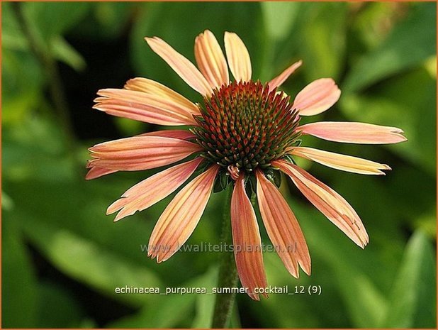 Echinacea purpurea 'Summer Cocktail' | Zonnehoed