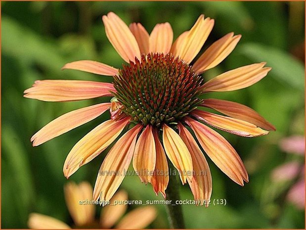 Echinacea purpurea 'Summer Cocktail' | Zonnehoed