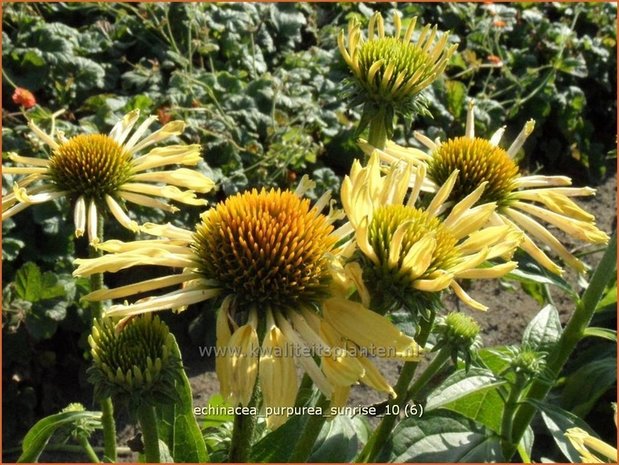 Echinacea purpurea 'Sunrise' | Zonnehoed