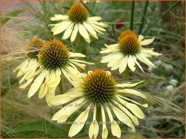 Echinacea purpurea 'Sunrise' | Zonnehoed