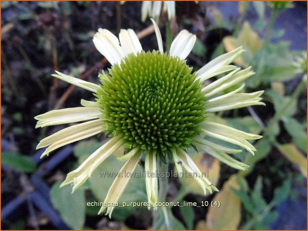 Echinacea purpurea 'Coconut Lime' | Zonnehoed